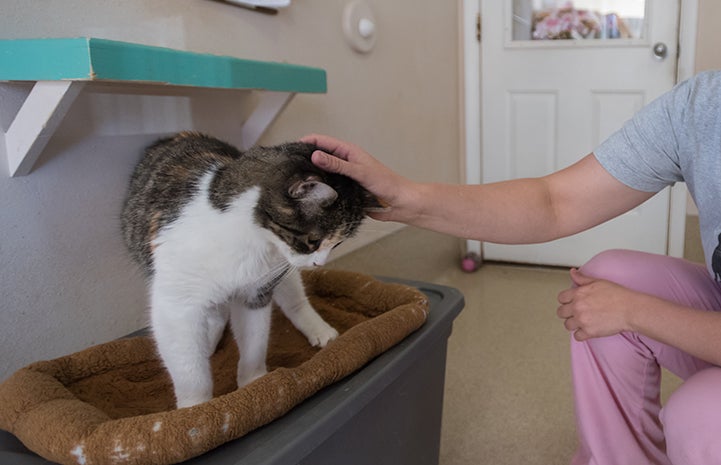 Coraline the cat's feline declaw procedure left her with permanent damage to her feet