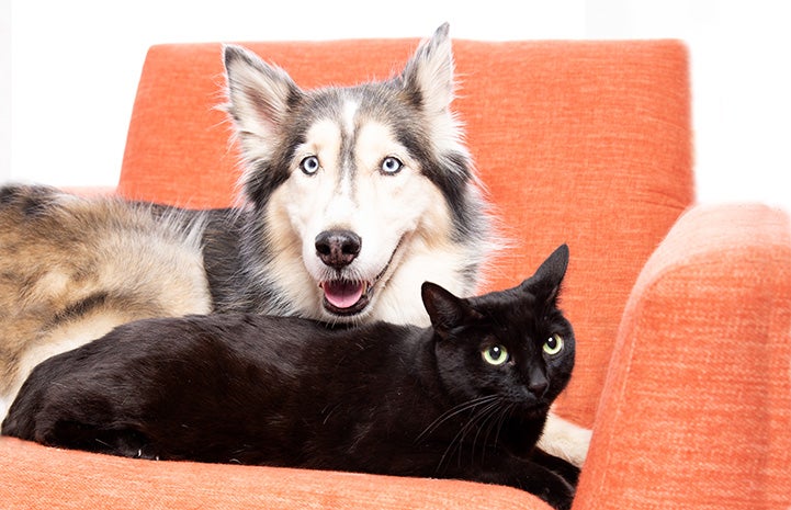 Cassiopeia the dog and Pedro the cat lying next to each other on an orange chair