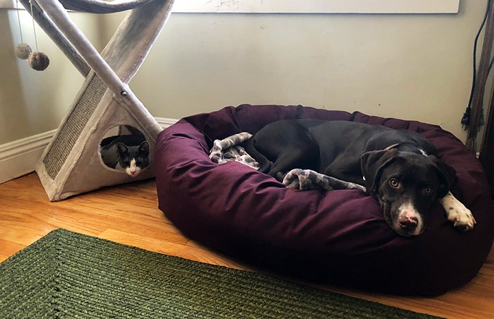 Gunner in a dog bed and Tank in a cat tree, next to each other