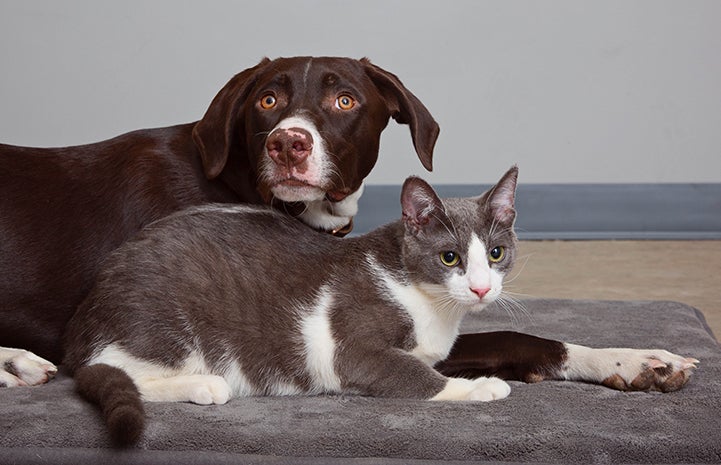 Gunner the dog lying next to Tank the cat