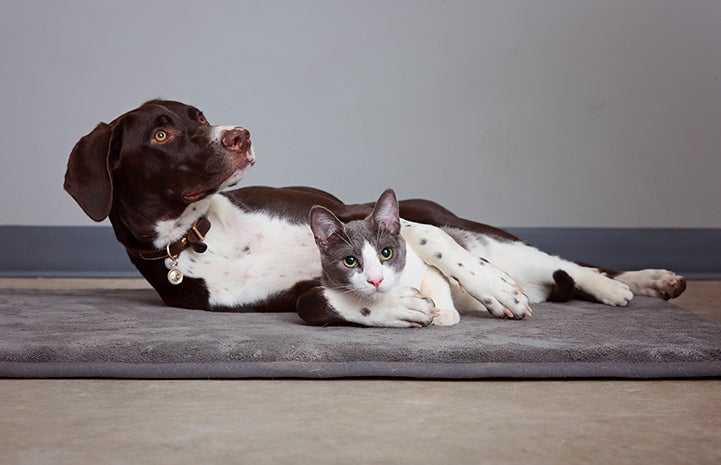 Tank the cat lying next to Gunner is dog friend