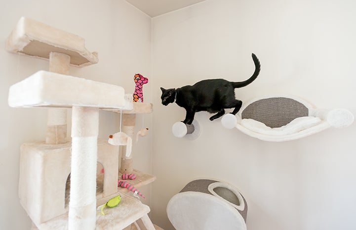 Bella the black cat walking along the shelves on the walls