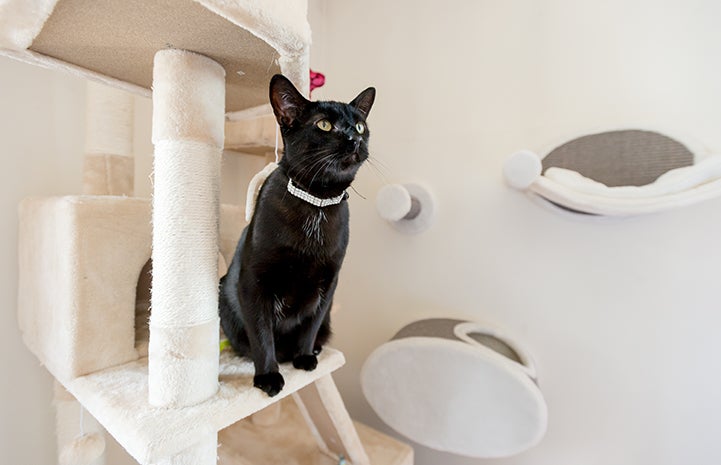 Black cat Bella on a cat tree