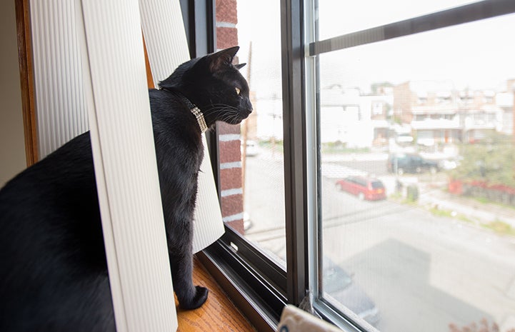 Bella the black cat looking out the window