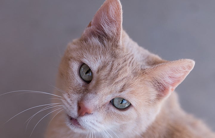 Buff colored tabby, Katze the cat