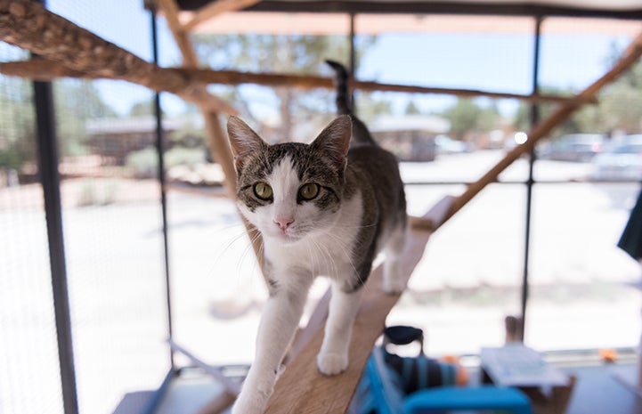 Zarra, the brown and white tabby cat, walking on a wooden board