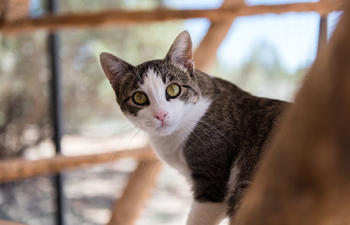 Zarra, the brown and white tabby cat, looking at the camera