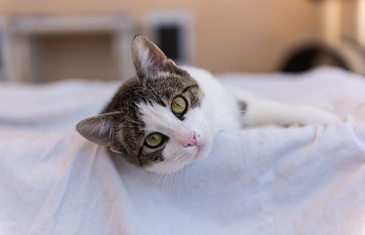 Zarra, the brown and white tabby cat, lying on a blanket