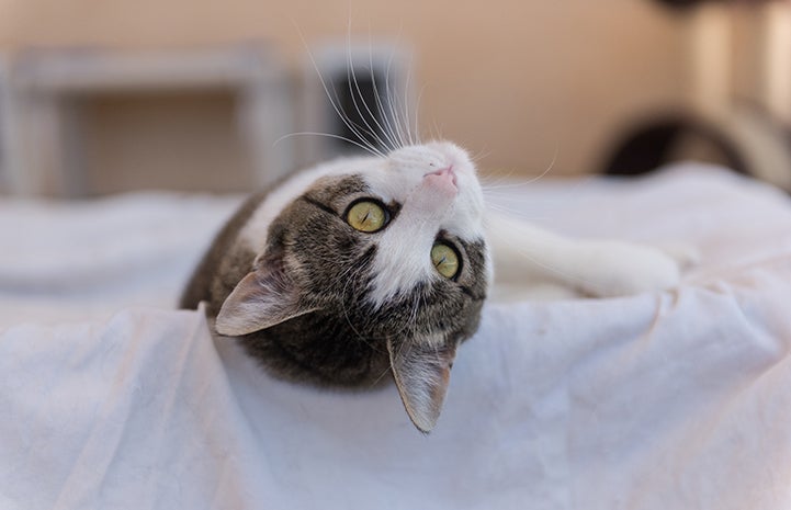 Zarra, the brown and white tabby cat, lying on a blanket on her back so her head is upside down