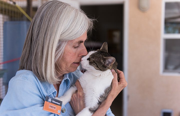 Zarra, the brown and white tabby cat, being held by Cat World volunteer