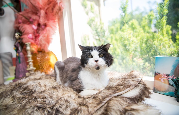 Leroy Jenkins a senior black and white medium hair cat lying on blanket in his new home