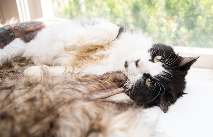 Leroy Jenkins a senior black and white medium hair cat lying on blanket in his new home