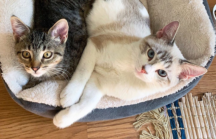 Zoe and Pelota the kittens snuggling together in a cat bed