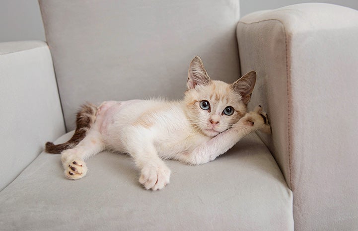 Pelota the kitten (now Denzel) lying on a chair with one paw up on an armrest