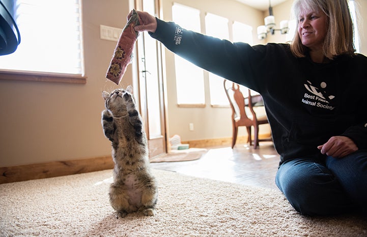 Birdie the cat reaching up to grab a toy that her adopter is holding above her