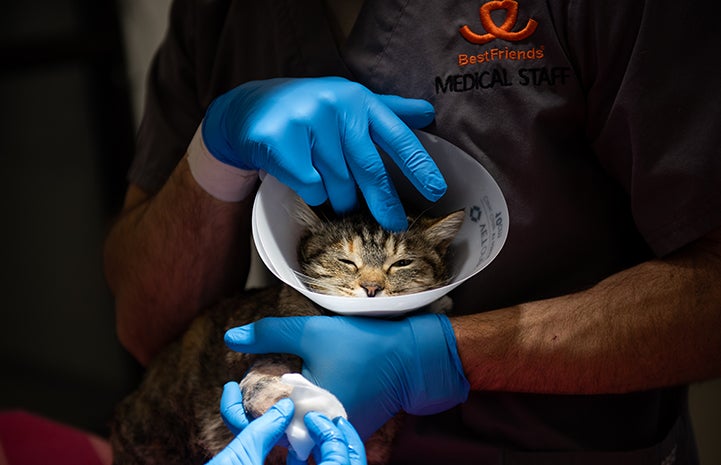 Birdie the cat wearing a protective cone getting her bandages changed