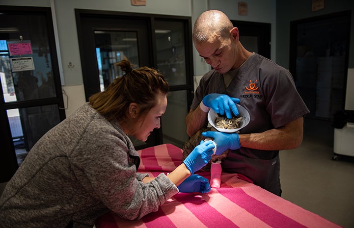 Best Friends medical team changing Birdie the cat's bandages