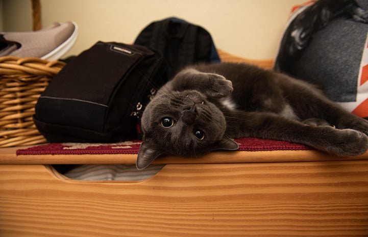 Ufro the gray cat lying upside down on a wooden bench