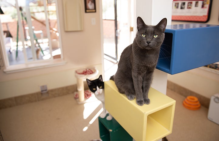 Ufro and another cat on a wooden platform at Cat World