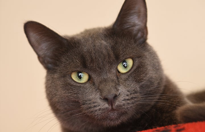 Close up of gray cat Ufro's face