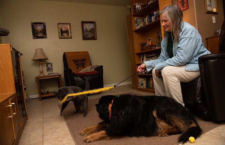 Ufro the gray cat playing with a yellow feather wand toy with foster mom Penny and a dog watching