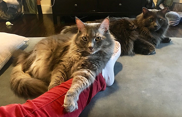 Elroy the cat lying in a bed next to another cat