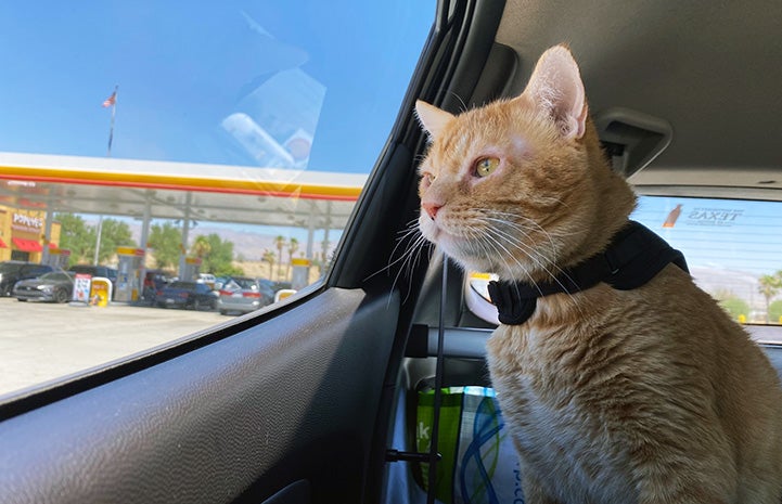 Steak the cat in a car looking out the window