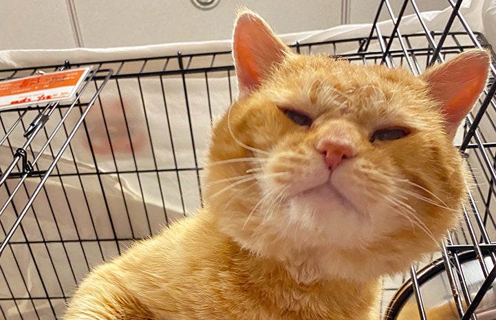 Steak the orange tabby cat peeking out of a wire kennel