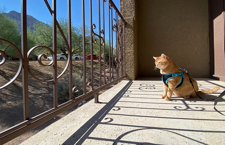 Steak the cat looking outside from on a balcony