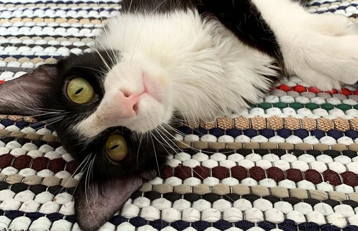 Gizmo the cat lying upside-down on a blanket