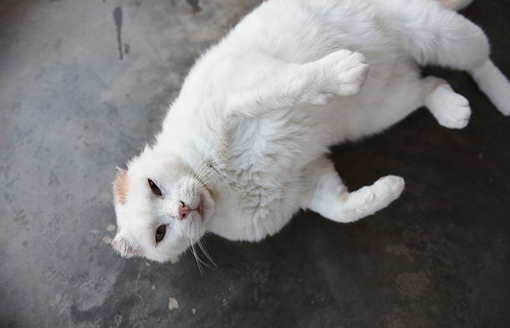 While the outdoor life probably suited Oscar the cat just fine for years, he has eased into a cushy retirement from street life