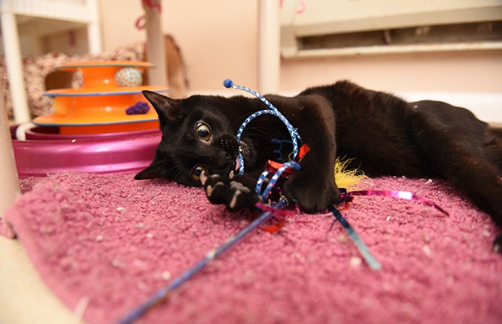 Dangle a wand toy in front of Friday and he’s instantly interested