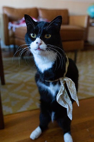 Black and white cat Rexie Roo standing upright on his two rear legs