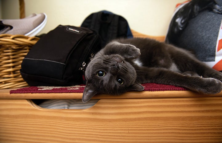 Ufro the cat lying upside down on a wooden piece of furniture