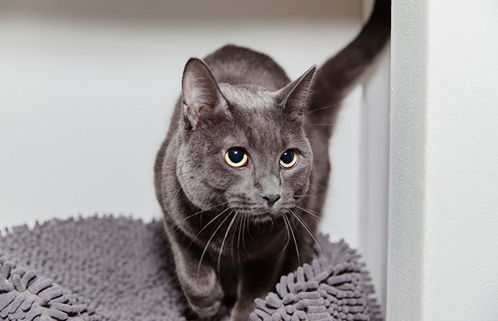 Ufro the cat standing on a gray bed with a white background