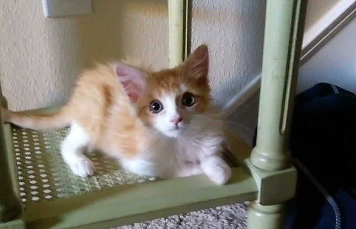 Kane as a kitten lying on a cat tree