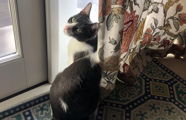 Karper the cat sitting by a window