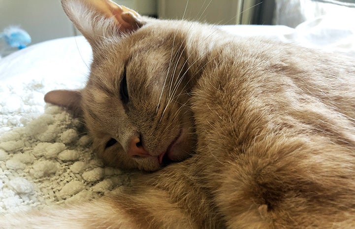 Westley the cat sleeping on a bed