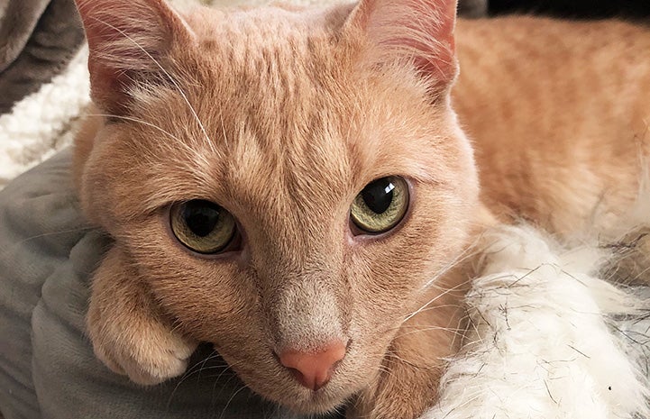 A close up of the face of Westley the cat with big wide eyes