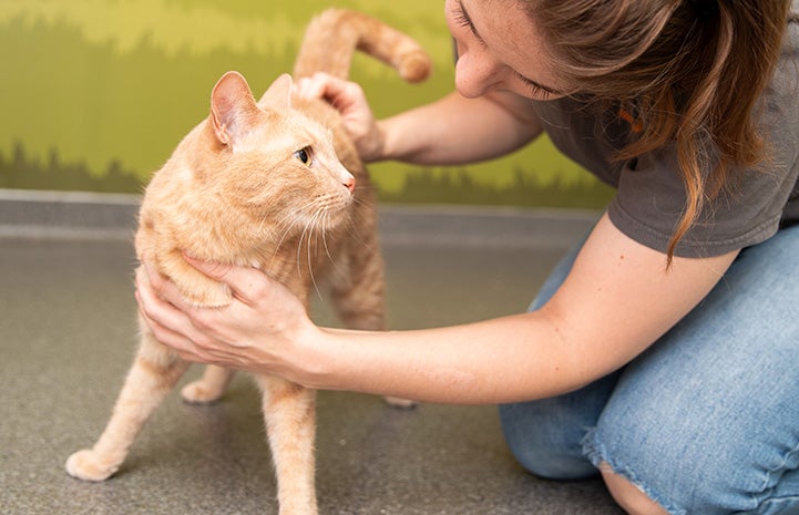 Woman petting Westley the cat, helping steady him as he stands