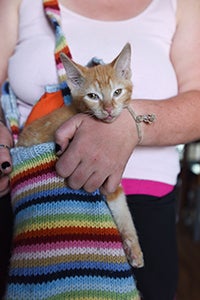 Cheddar being carried in a bag