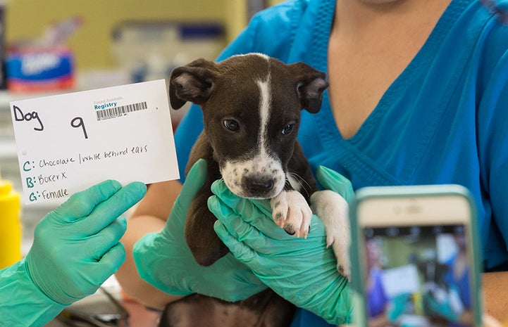 One of the puppies helped by the Charlottesville-Albemarle SPCA