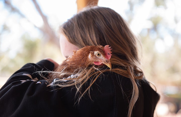 Person holding Polly Pocket the chicken over her shoulder