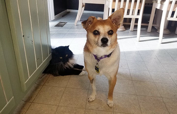 Chancho the Chihuahua got along with his new feline family