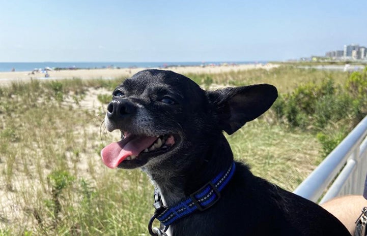 Someone holding Chucky the Chihuahua at a beach with sand, water and blue sky in the background