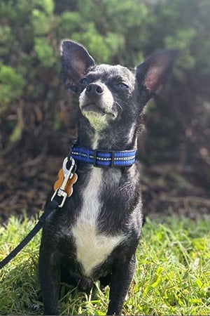 Lucky Chucky Lynch the Chihuahua out on a walk on a leash in the grass