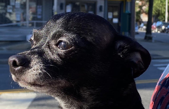 Chucky the Chihuahua profile, showing his graying muzzle and street behind him