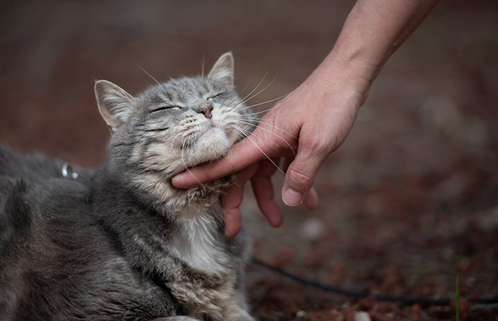 A person's hand petting Maxine the cat under the chin with her eyes closed in bliss while outside on a walk