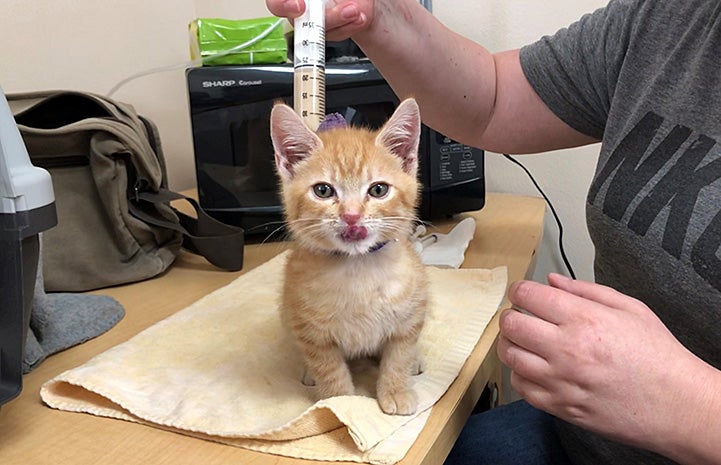 Tony the kitten being tube fed