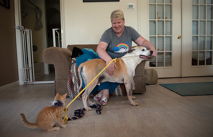 Tony the orange tabby kitten playing a dog's leash while a smiling woman watches